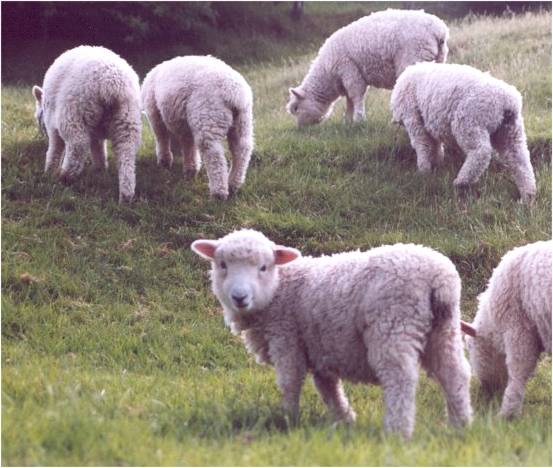 Lambs4.jpg